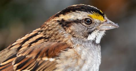 The White-Throated Sparrow Species Has Four Sexes