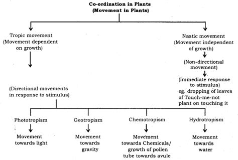 Control And Coordination Class 10 Notes Science Chapter 7 Artofit