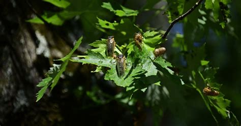 Cicadas Sync Up To Bring Massive Swarm, First Time in 221 Years