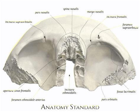 Incisura Frontal - Frontal bone. Bottom view | Body anatomy, Human body anatomy, Anatomy bones