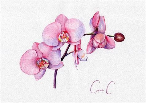 Pin By Chirag Patel On Chilu Degin Flower Drawing Orchid Drawing