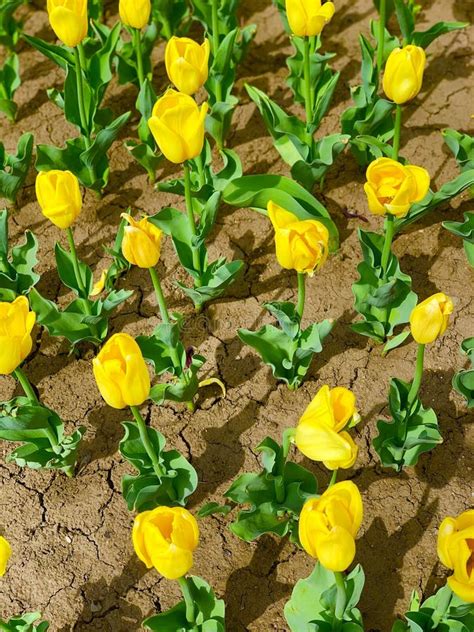 Beautiful Tulips of Yellow Color on a City Bed. Stock Photo - Image of ...