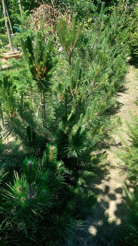 Crni Bor Pinus Nigra Rasadnik Cvjetićanin