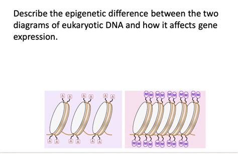 SOLVED Describe The Epigenetic Difference Between The Two Diagrams Of