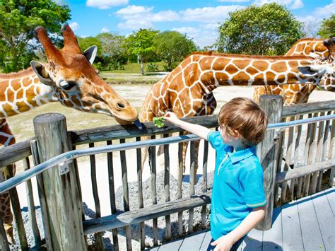 Fun and Free Attractions for Toddlers in Weston Florida