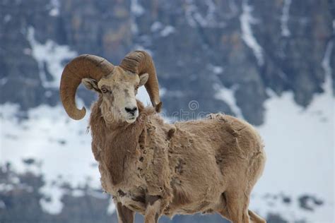 Mountain Ram At Logan S Pass Stock Image Image Of Mountain Running