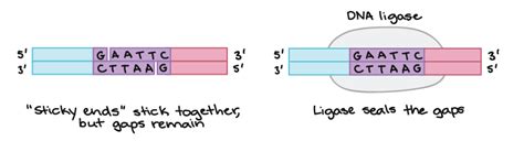 Chapter 14: DNA Jeopardy Template