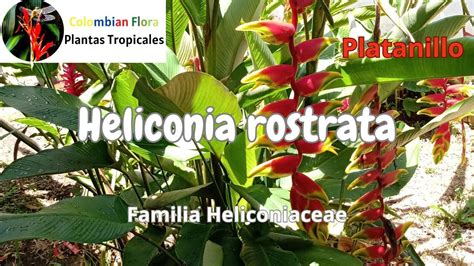 Heliconia Rostrata O Platanillo Planta Tropical Con Grandes Y