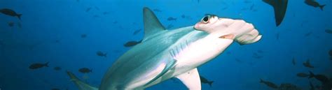 Where To Dive With Hammerhead Sharks - Calico Jack Adventures