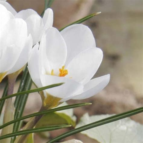 Crocus chrysanthus Miss Vain Bulbe à fleurs blanc pur très précoces