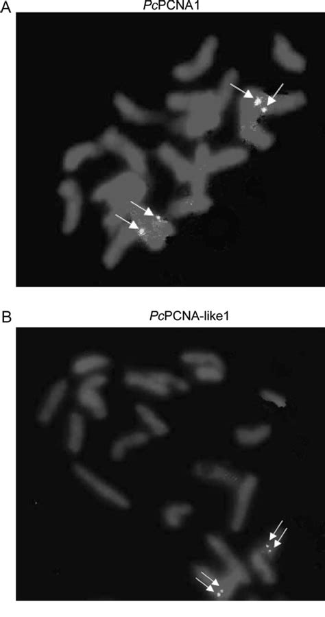 Figure From Identi Cation And Functional Analysis Of Pcna And Pcna