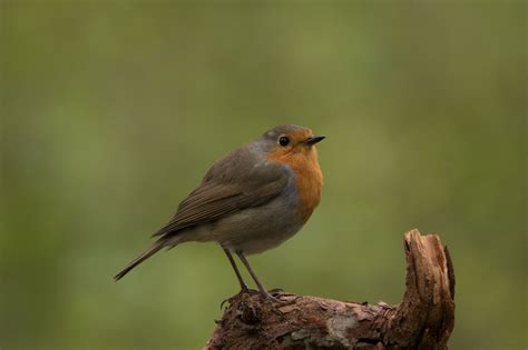 Zangvogels R H En M Naturepics