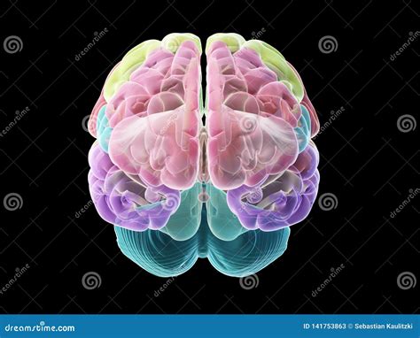 Sections Of Human Brain Anatomy Side View Flat Cartoon Vector