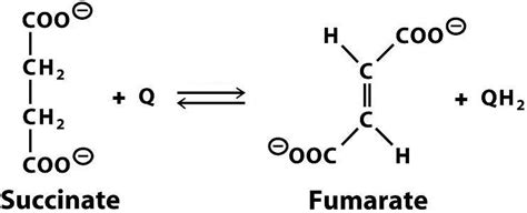 Sandwalk: Succinate Dehydrogenase