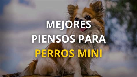 Mejores Piensos Para Perros Mini Ranking Y Opiniones