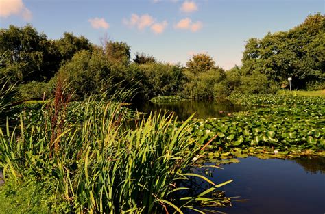 Free Images Landscape Tree Nature Marsh Field Lawn Meadow