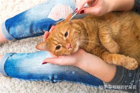 猫咪得了耳螨怎么办？十年养猫人整理的超详细教程来了 知乎