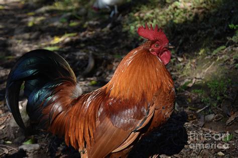 stunning  close     range rooster photograph  dejavu