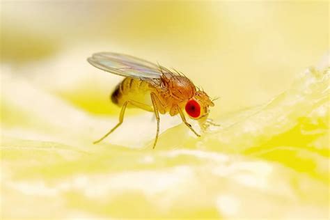 Comment se débarrasser des moucherons dans un appartement naturellement