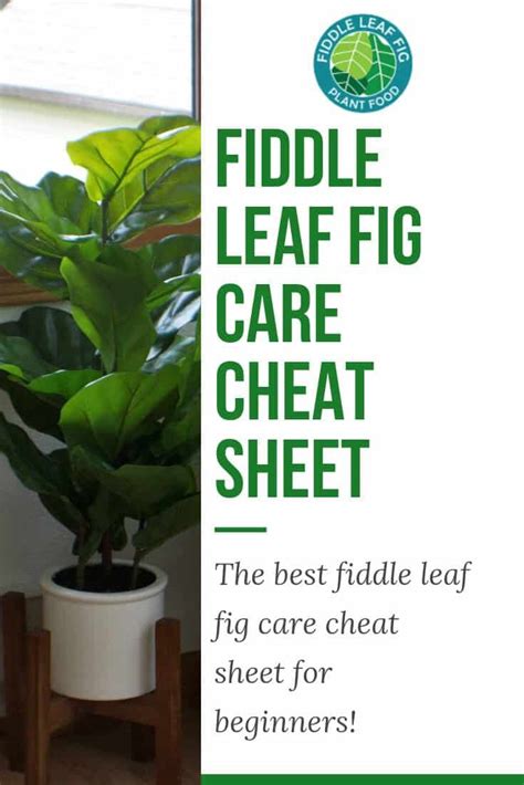 How To Care For A Dwarf Fiddle Leaf Fig At Jade Evans Blog