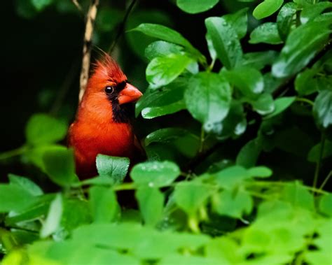 Northern Cardinal Bird Wildlife - Free photo on Pixabay - Pixabay