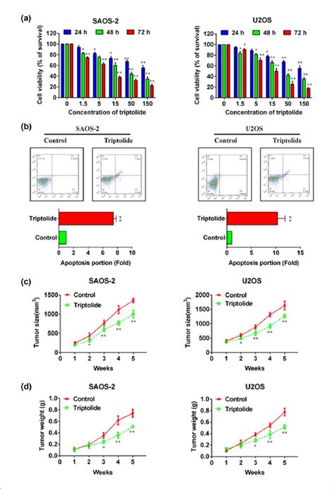 Inhibition Of Proliferation By Triptolide A Control Saos And U Os