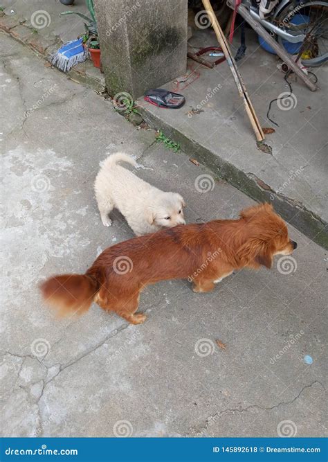 Chinese Rural Dog, Lovely Dog Stock Photo - Image of easy, environment: 145892618