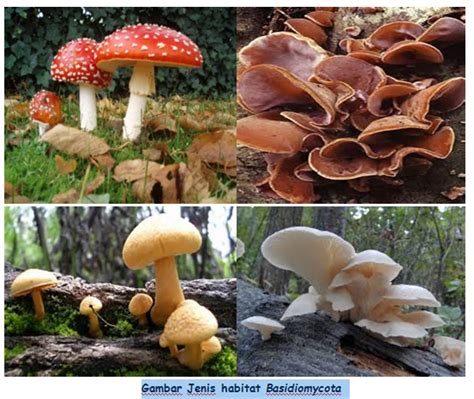 Klasifikasi Jamur Divisi Basidiomycota Belajar Biologi