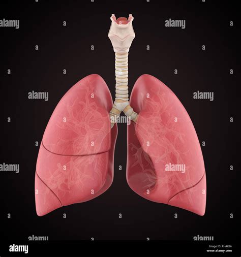 Polmone Anatomia Immagini E Fotografie Stock Ad Alta Risoluzione Alamy