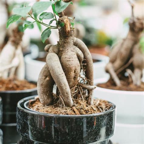 Guía para cuidar tu bonsái Ficus Ginseng consejos y trucos EGOIPLANT