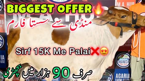 Sirf 90K Me Bachri Biggest Offer 15K Me Palai Mandi Se Sasta