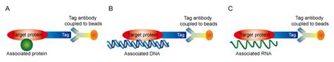 Immunoprecipitation Guide Creative Diagnostics