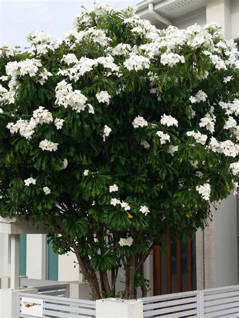 Plumeria Pudica Bridal Bouquet Plumeria Pudica Planting Flowers