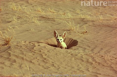 Sahara Desert Fennec Fox