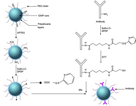 Antibody Conjugation Of Nanoparticles With Polysiloxane Copolymer Download Scientific Diagram