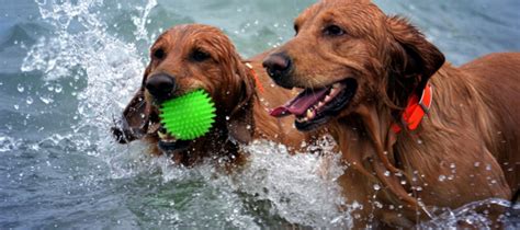 Conseils pour les maîtres de chien Emprunte Mon Toutou