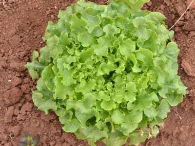 Lechuga Broadleaf Escarola Geneseeds Semillas De Alta Calidad