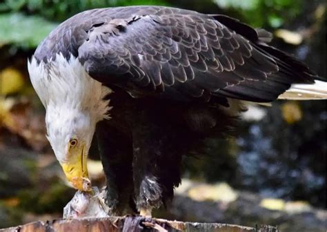 Behavior of Bald Eagle - AnimalBehaviorCorner