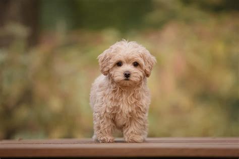 Maltipoo Colors Everything You Need To Know