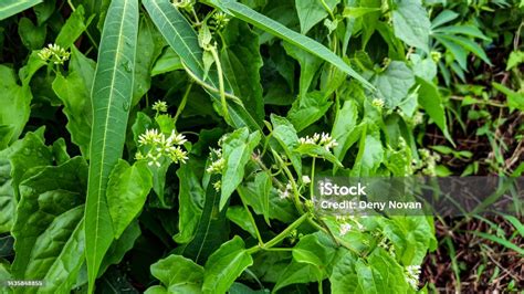 Sembung Leaves Have So Many Benefits For Traditional Medicine Stock ...