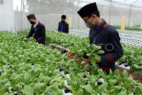 Pertanian Hidroponik Di Pesantren Antara Foto