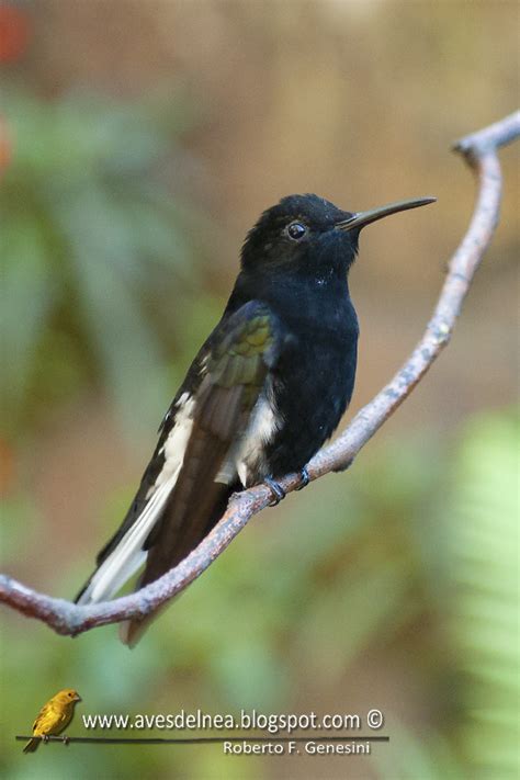 Aves Del Nea Beija Flor Preto Black Jacobim Florisuga Fusca