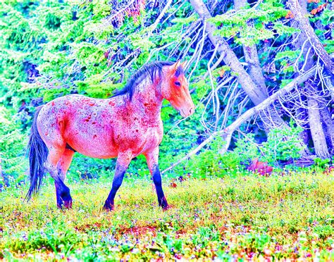 Pink Horse Photograph By Eleszabeth Mcneel Fine Art America