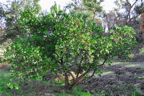 How To Grow And Care For The Strawberry Tree