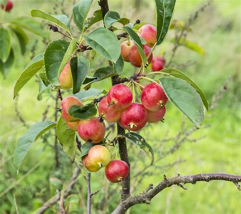 Wild Crabapple From Kazakhstan Malus Sieversii