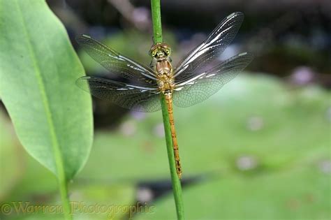 Common Darter Dragonfly photo WP13463