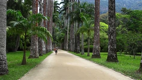 botanical garden rio de janeiro Stock Footage Video (100% Royalty-free ...