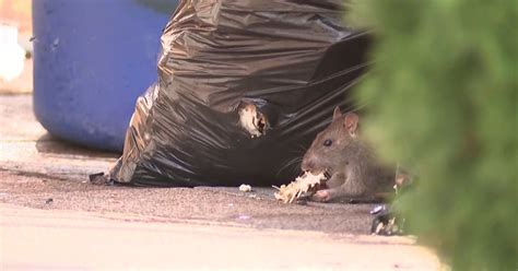 Philadelphia Jumps To Seventh Spot On List Of Rattiest Cities In Us Cbs Philadelphia