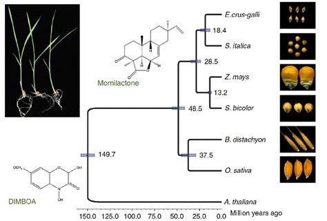 科学网—nature Communications：稗草基因组分析揭示其广泛适应性机制 郝兆东的博文