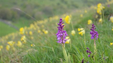 Deep Dale Nature Reserve Plantlife